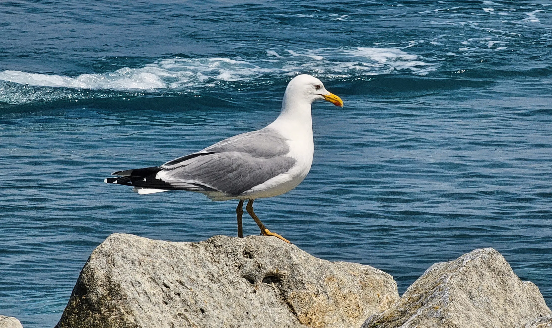 A seagul