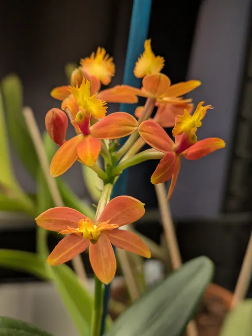 epidendrum ballerina orange
