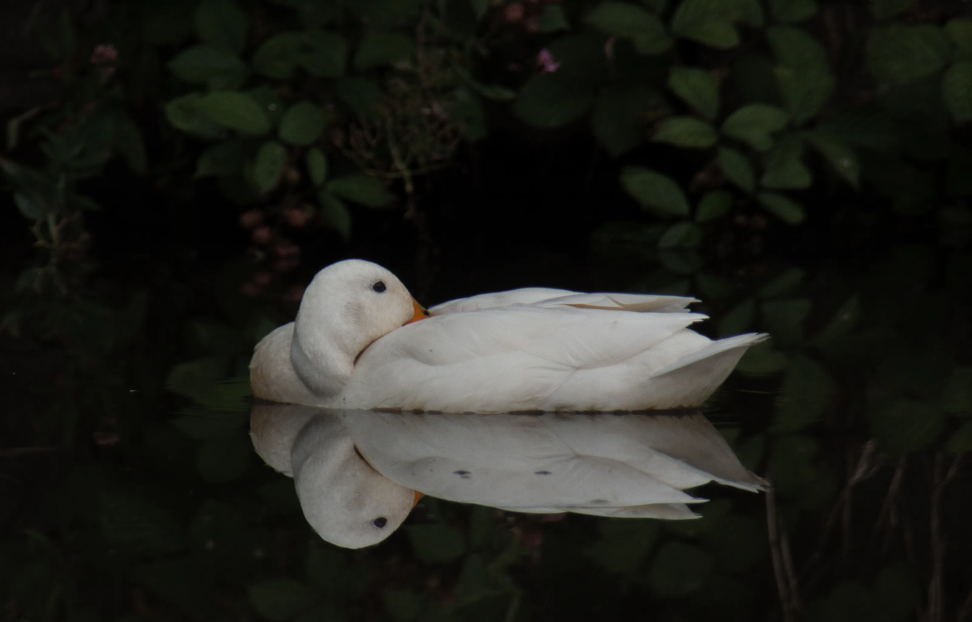 Pond and Canal Wildlife