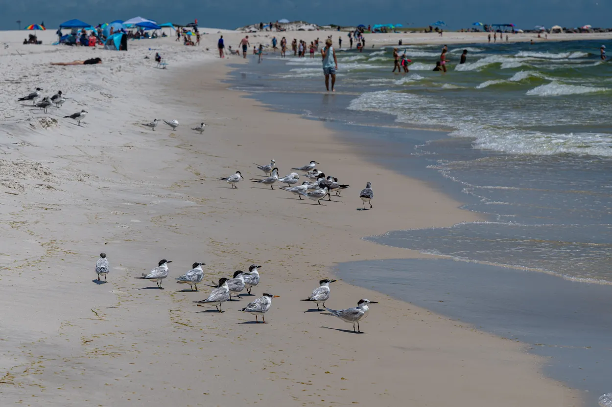 Birds on a Beach