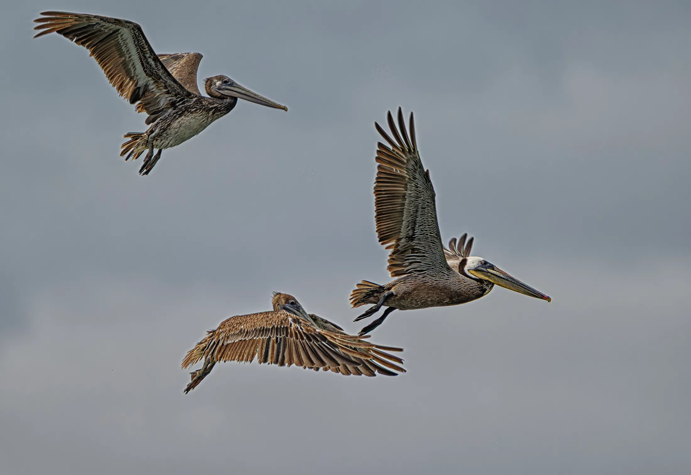 Three Pelicans Flying