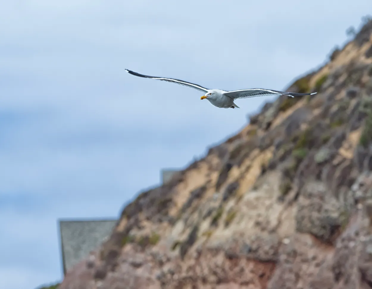 Seagull on the Wing