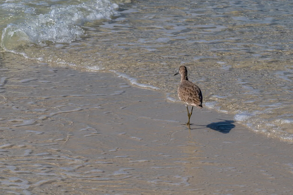 Bird
