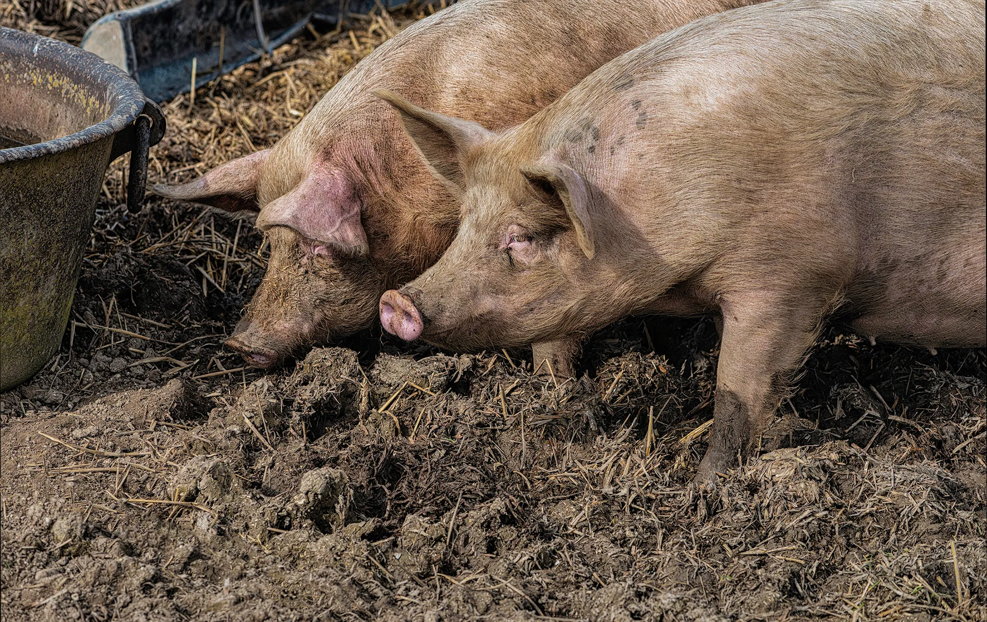 Pigs