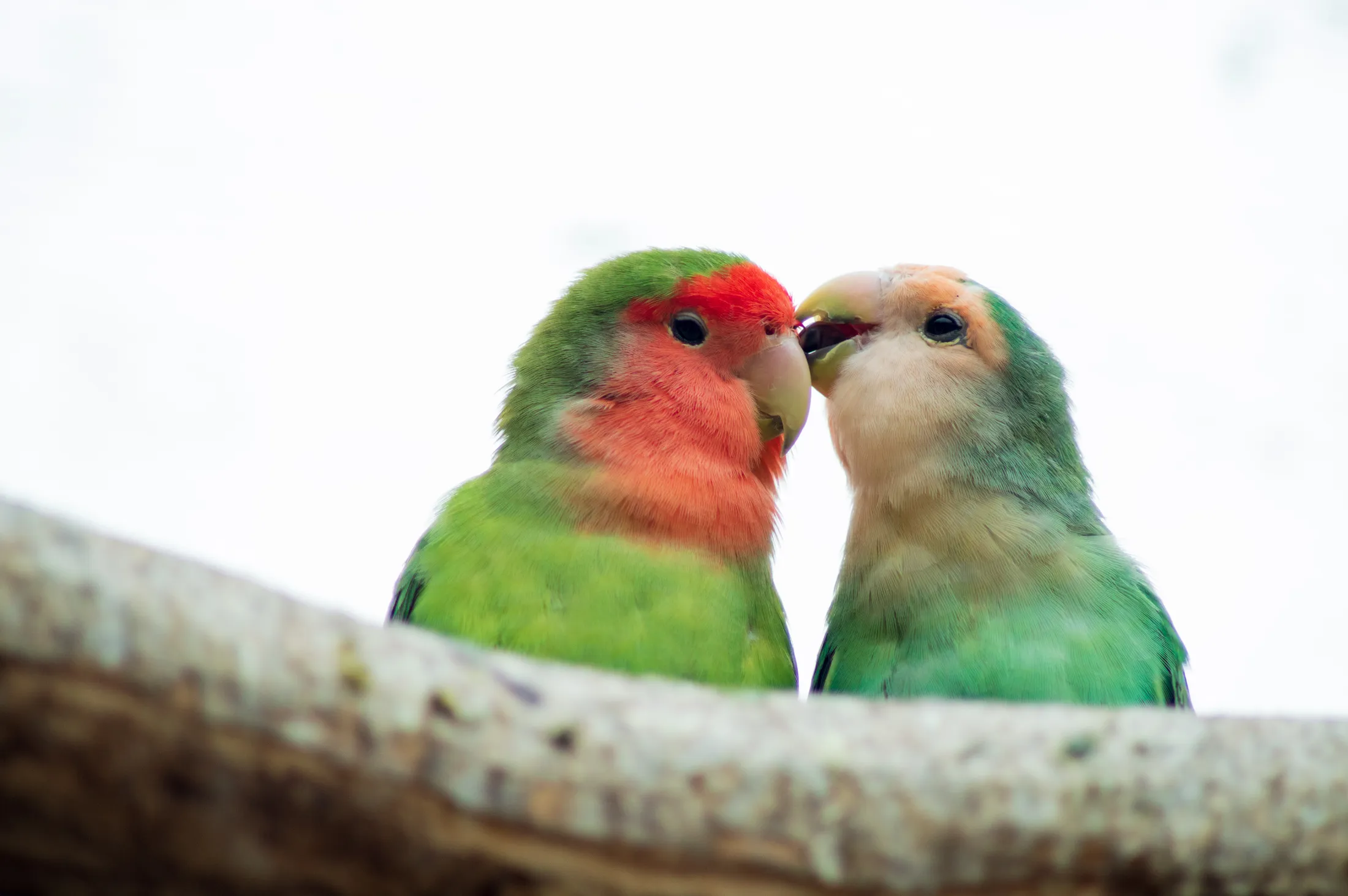 Lovebirds
