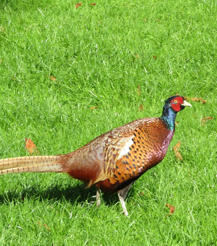 Pheasant sun