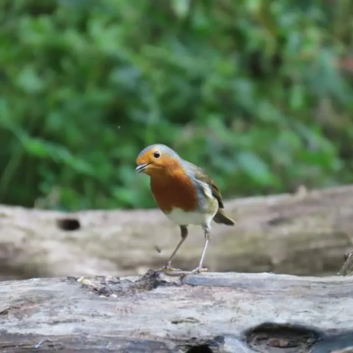 My Robin redbreast