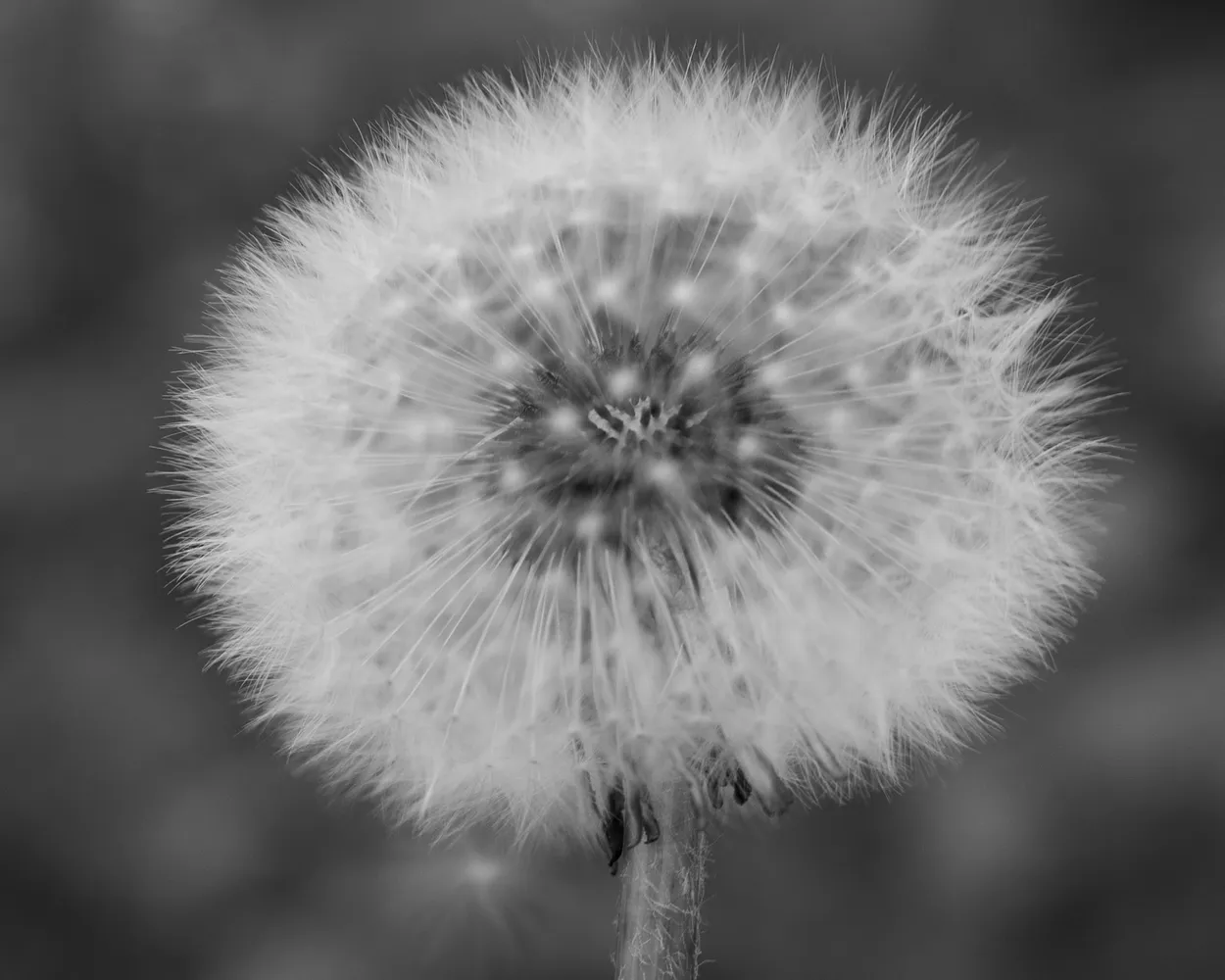 Dandelion seeds