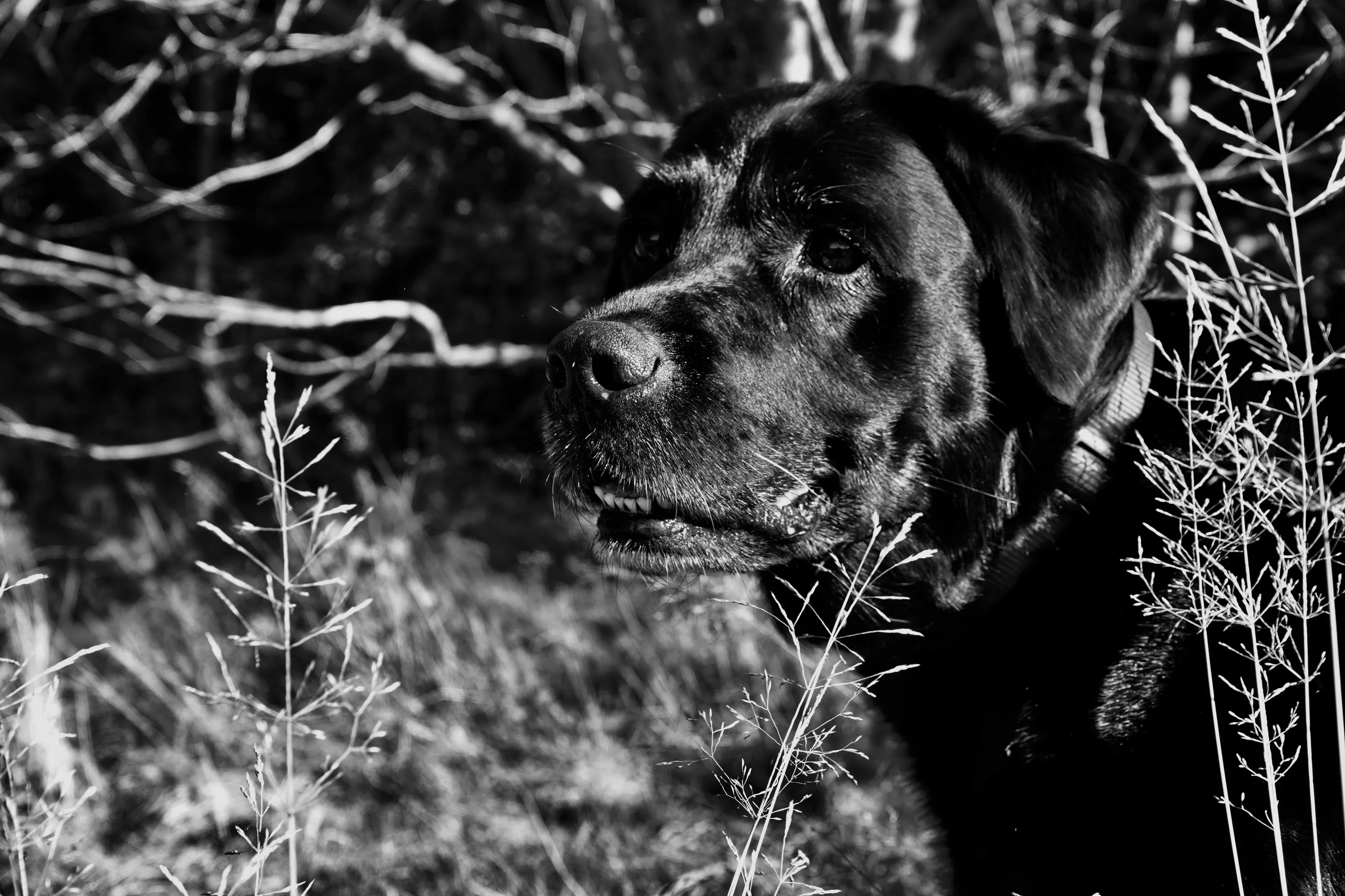 Charlie
