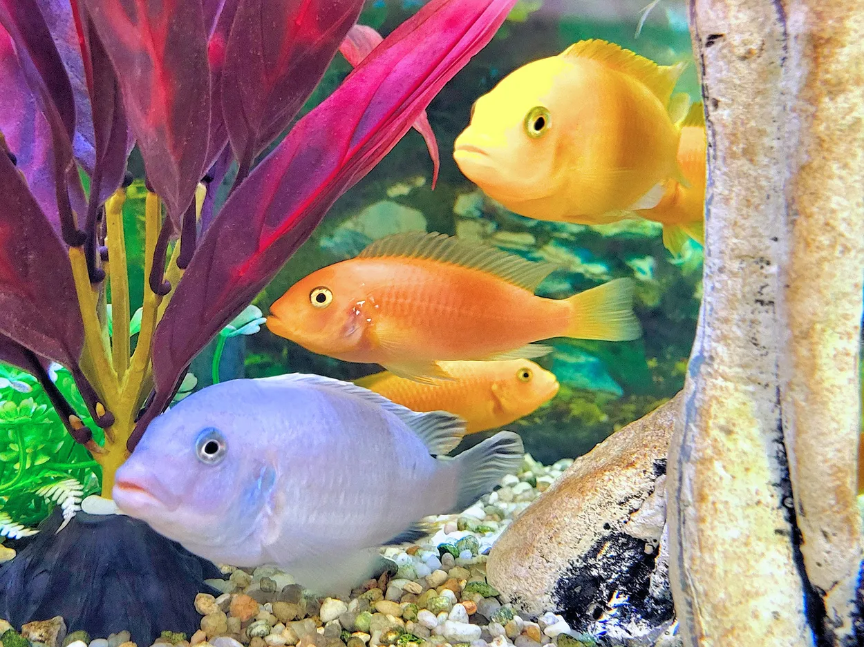 Office Fish