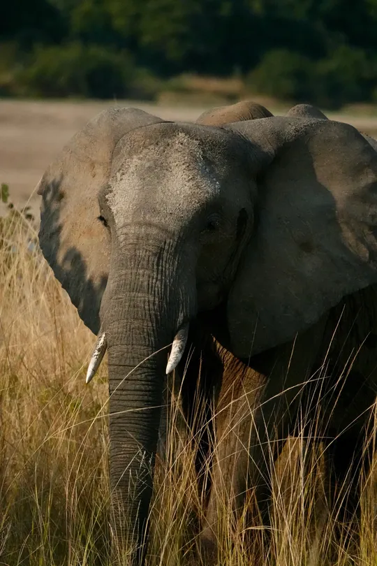 Elephants of South Luangwa