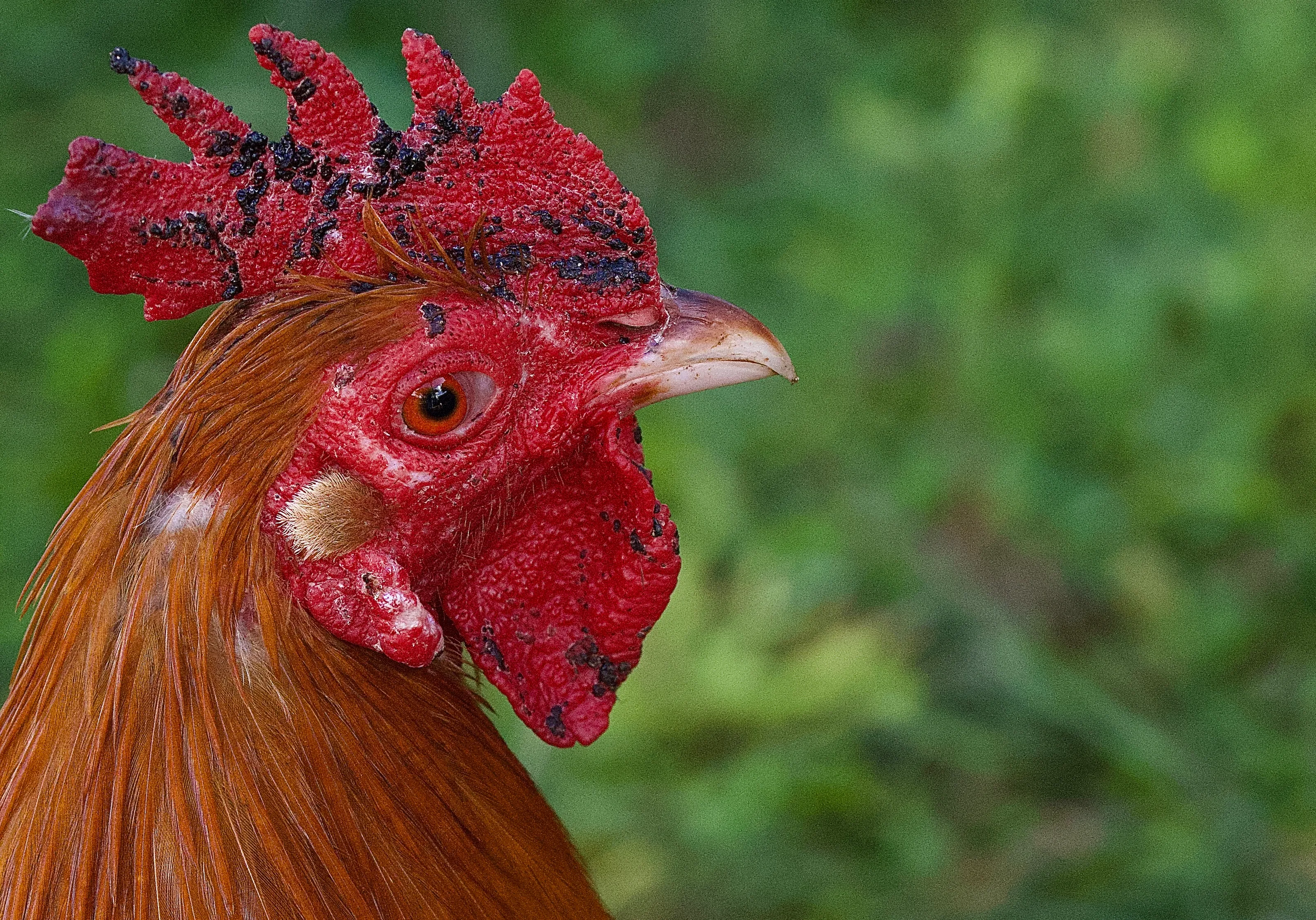 Hens and Cockrels/Roosters (in colour)