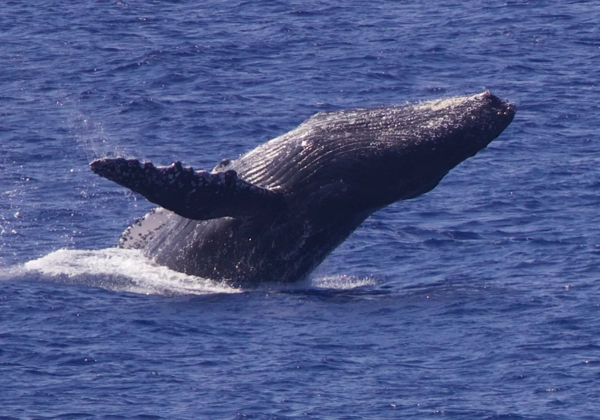 Whales and Dolphins