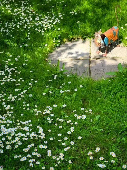 My Unkempt Weed Riddled Lawn In My Back Garden