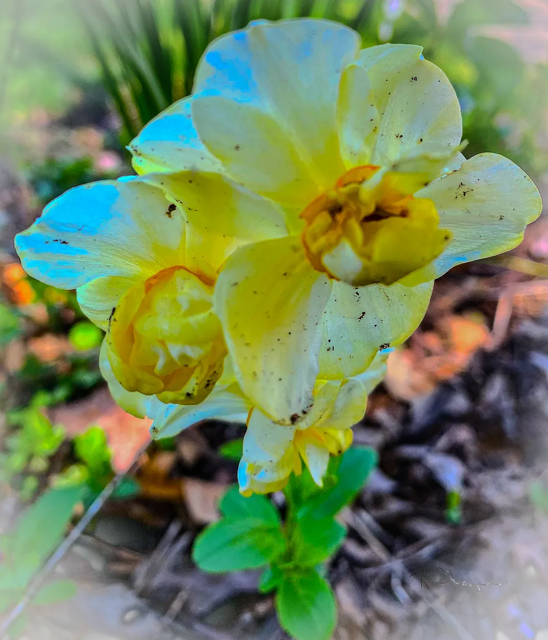 Dirty Daffodil