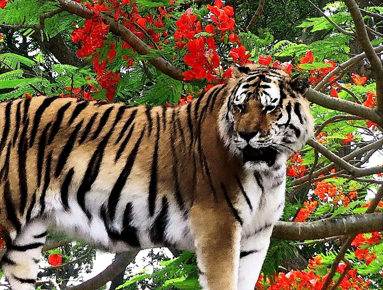 Tiger at tulip tree flowers