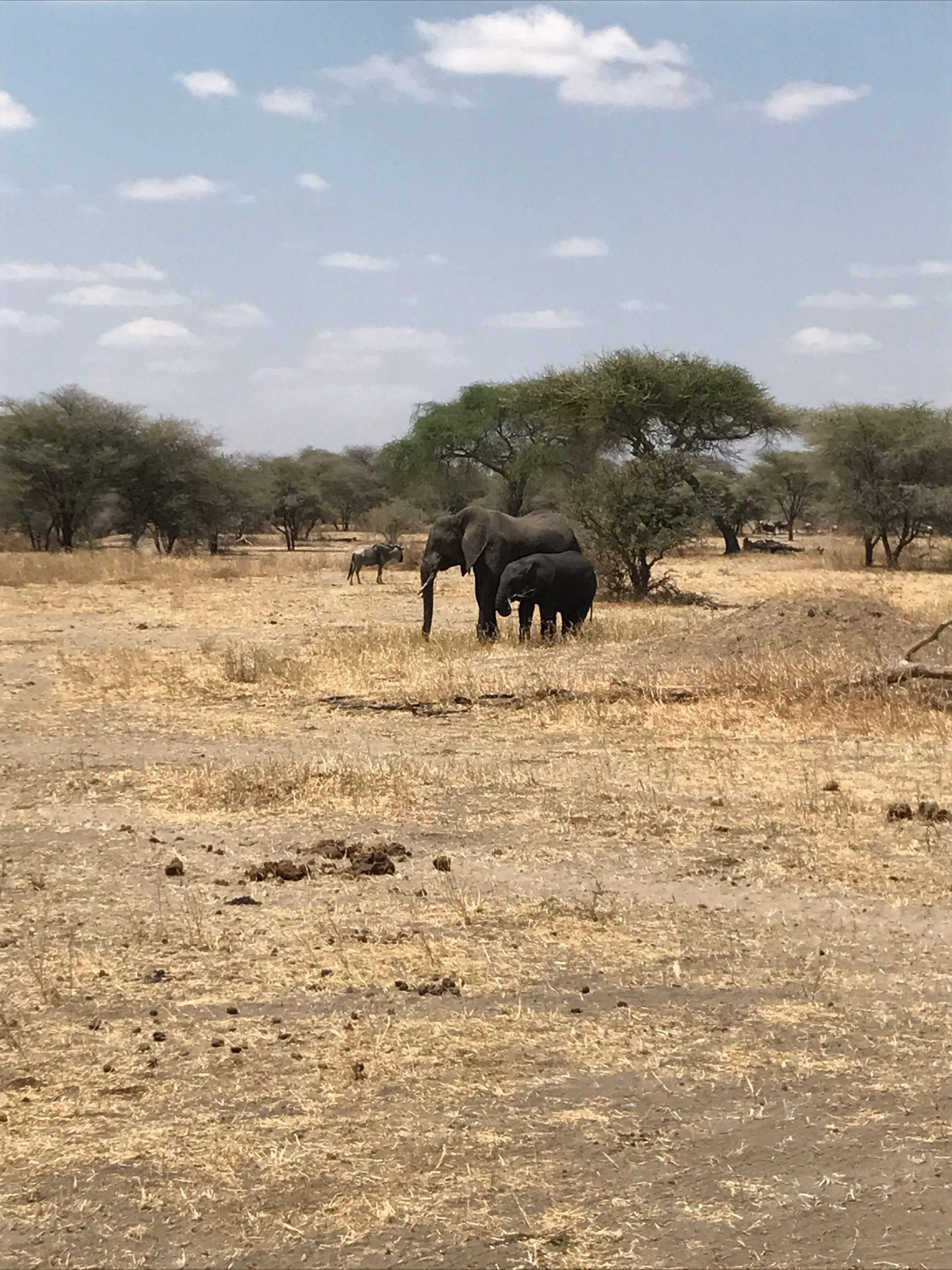 Elephants in Africa