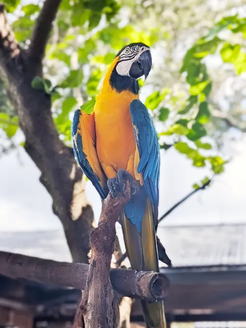 Tropical parrot