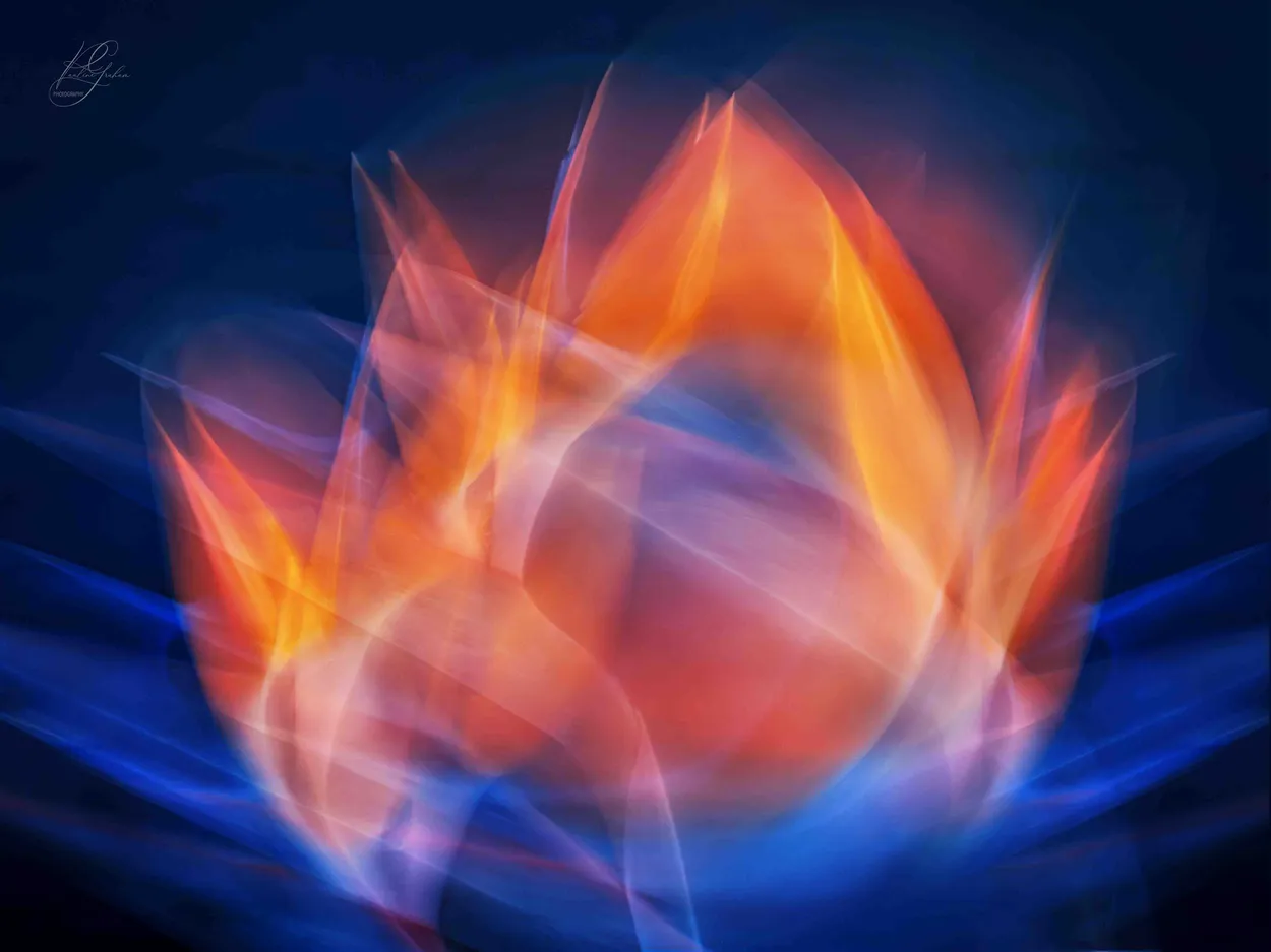 Strelitzia in motion