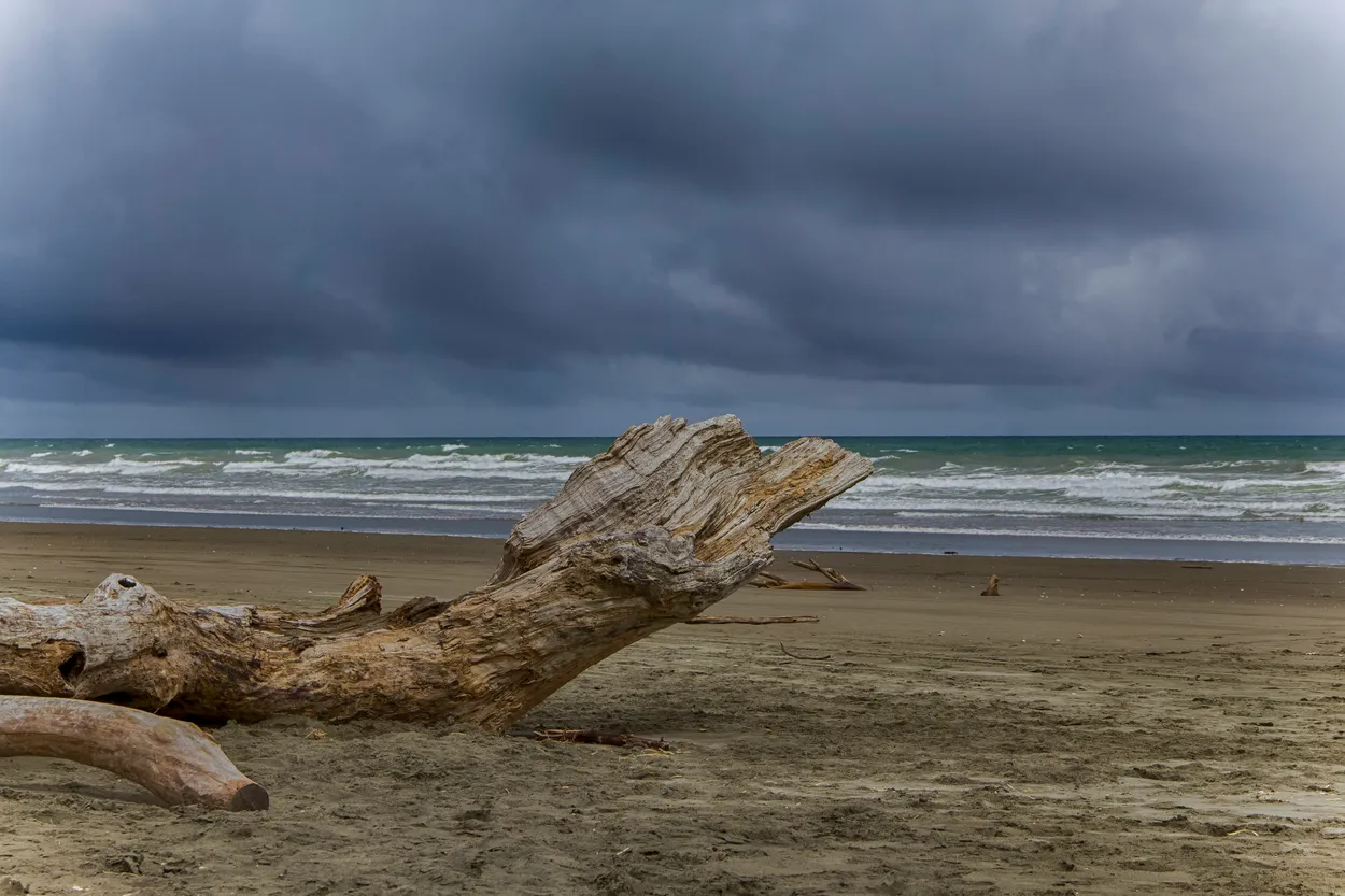 Driftwood