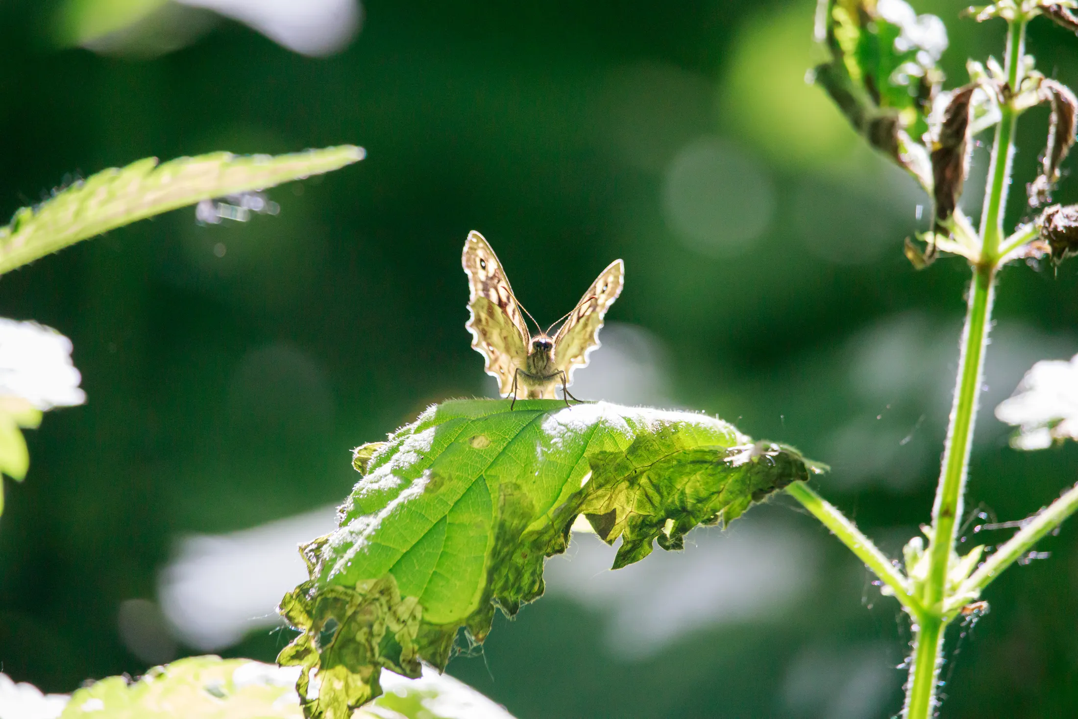 A Speckled Wood Butterfly