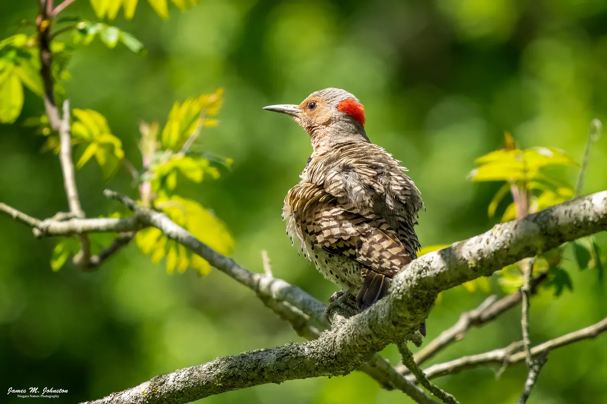 Northern Flicker