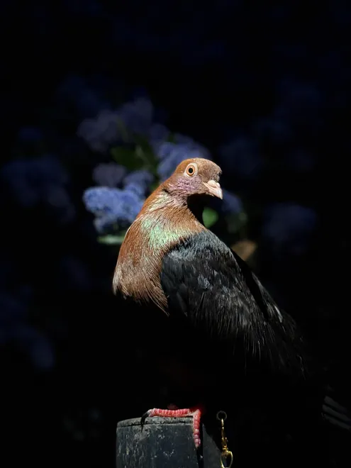Penny the Pigeon