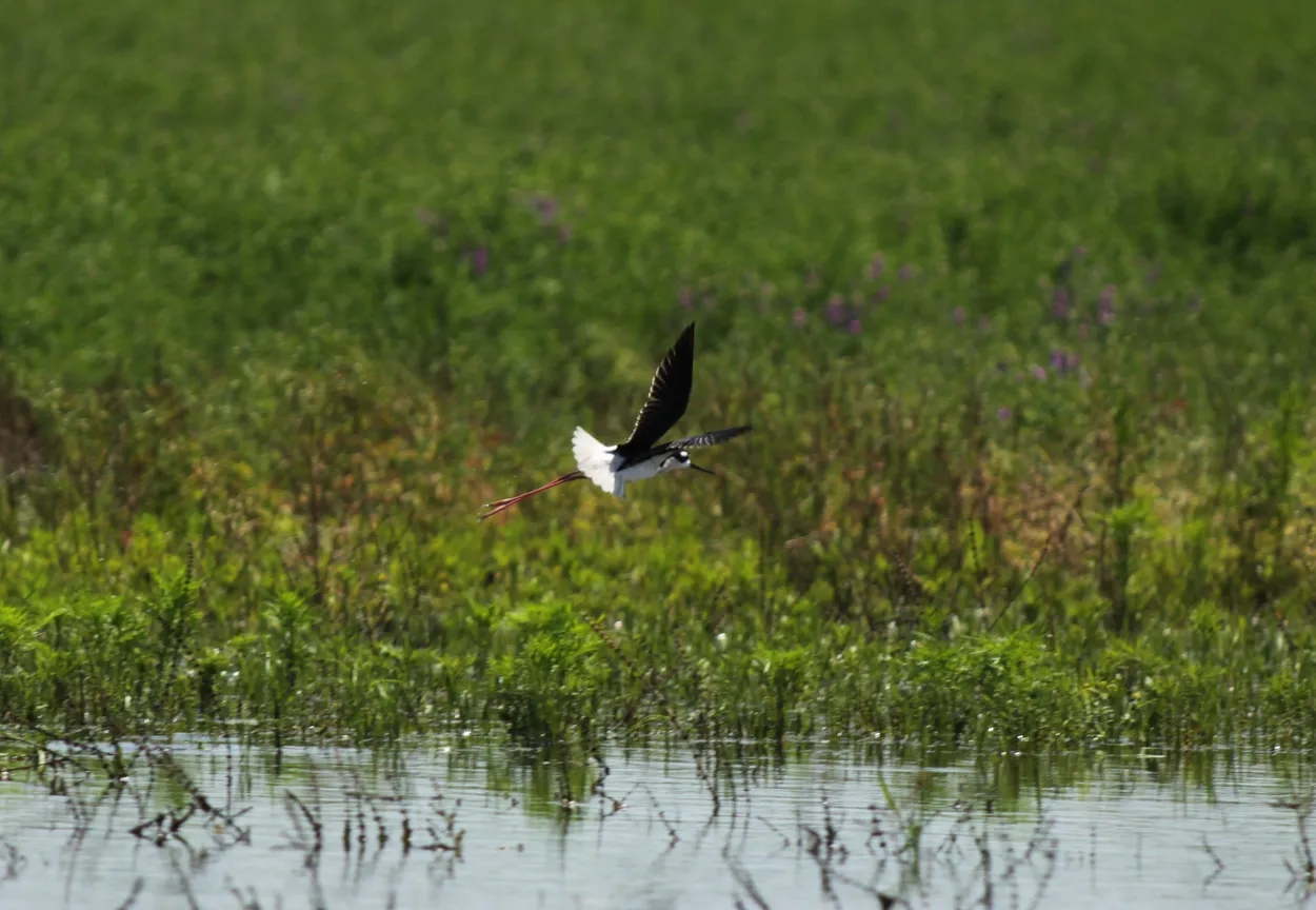Black-necked Stilt In Flight