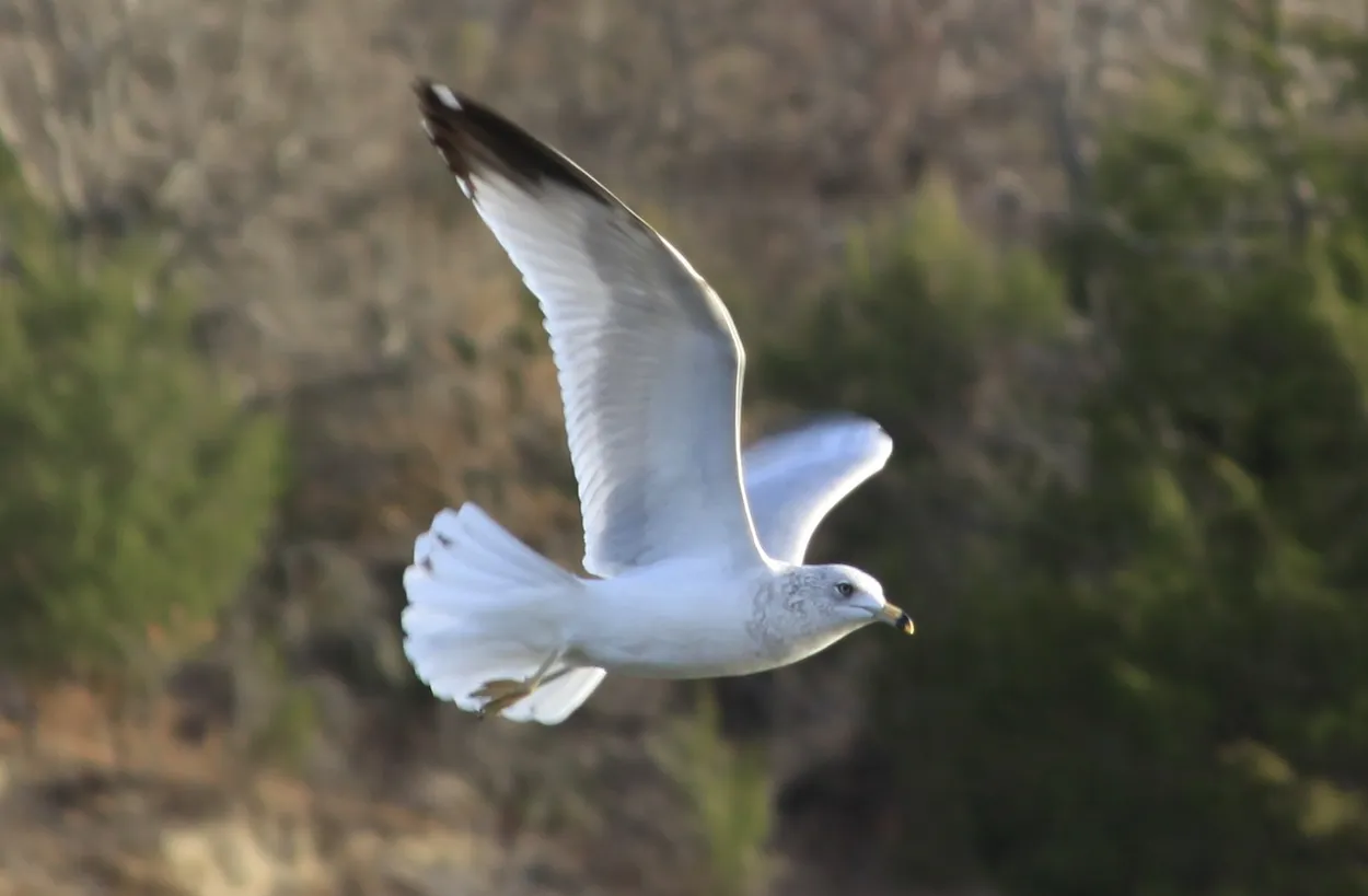 The Bird That Started It All