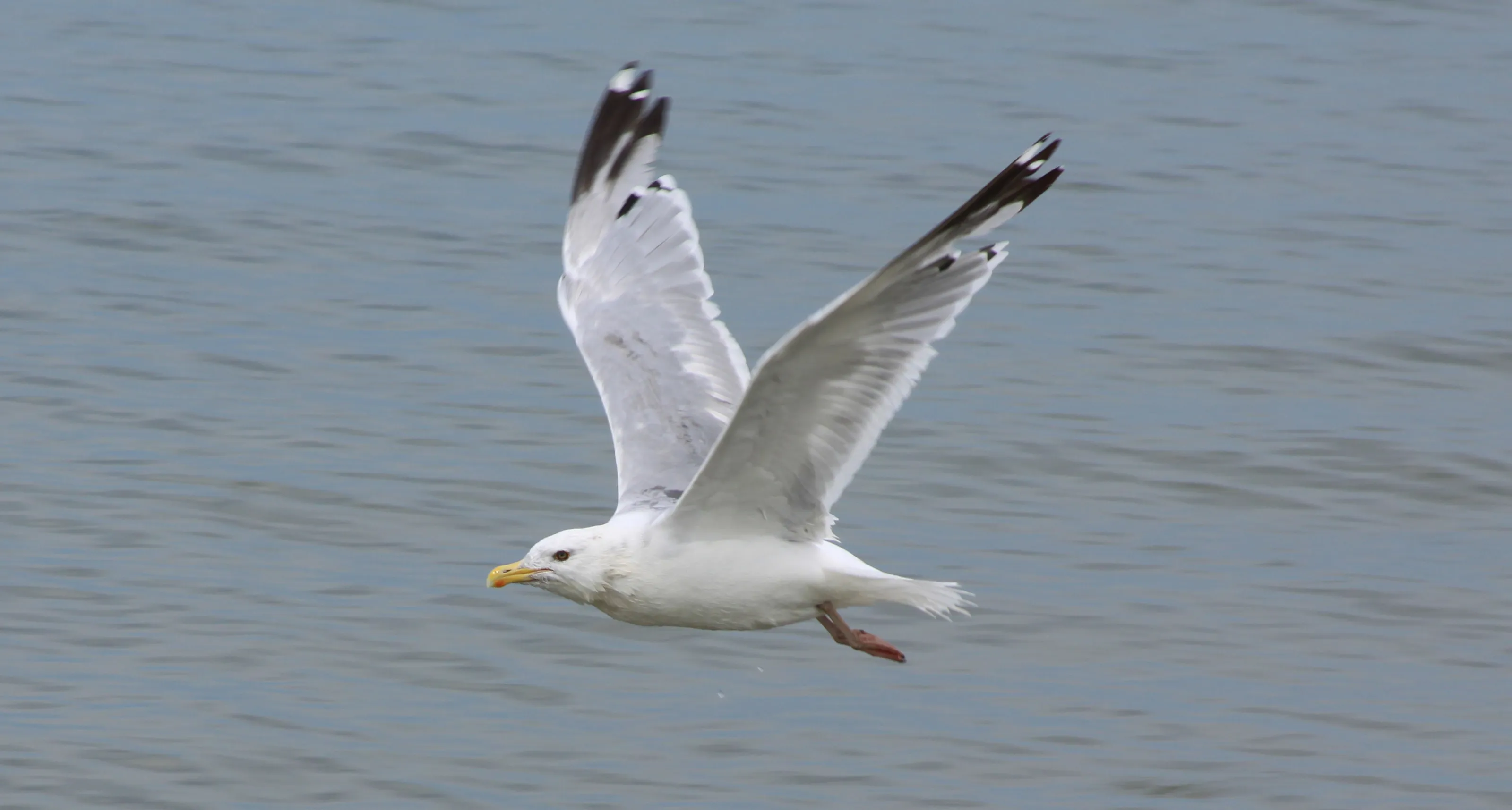 Slaty-backed Gull Flying Over Lake Erie