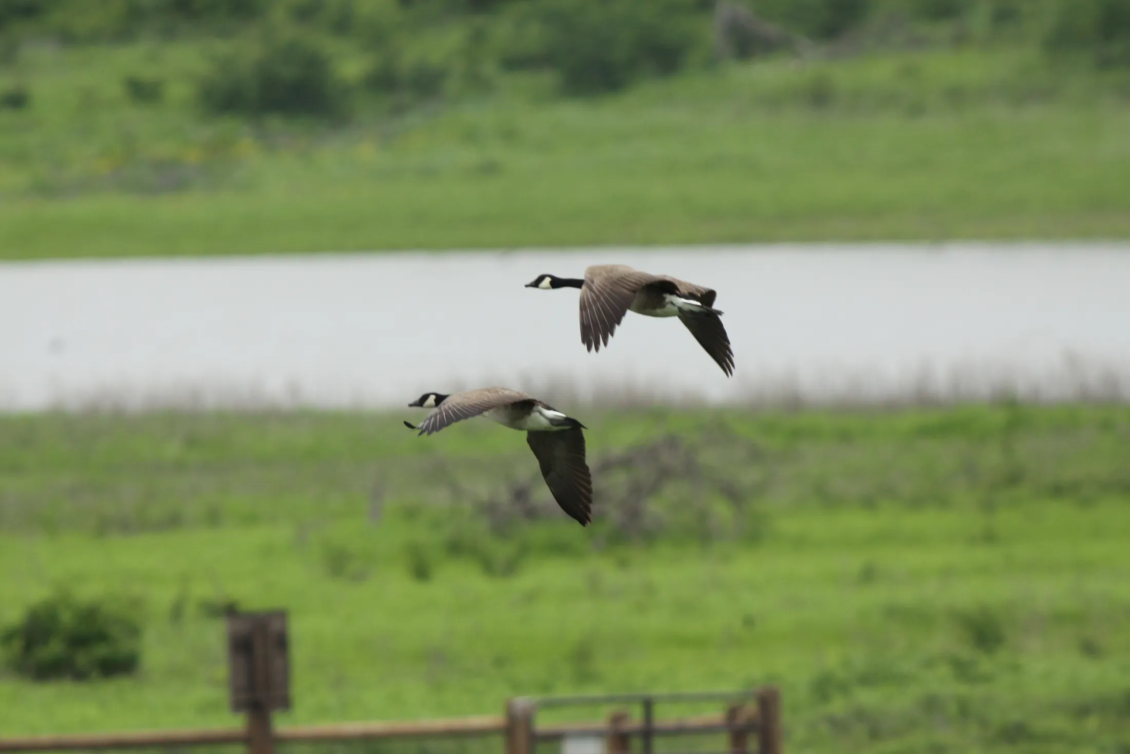 Canadian Geese Flying Gracefully