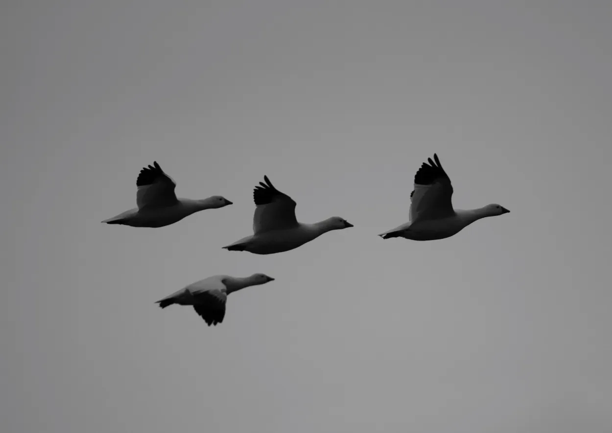 A Snow Geese to a Different Drum