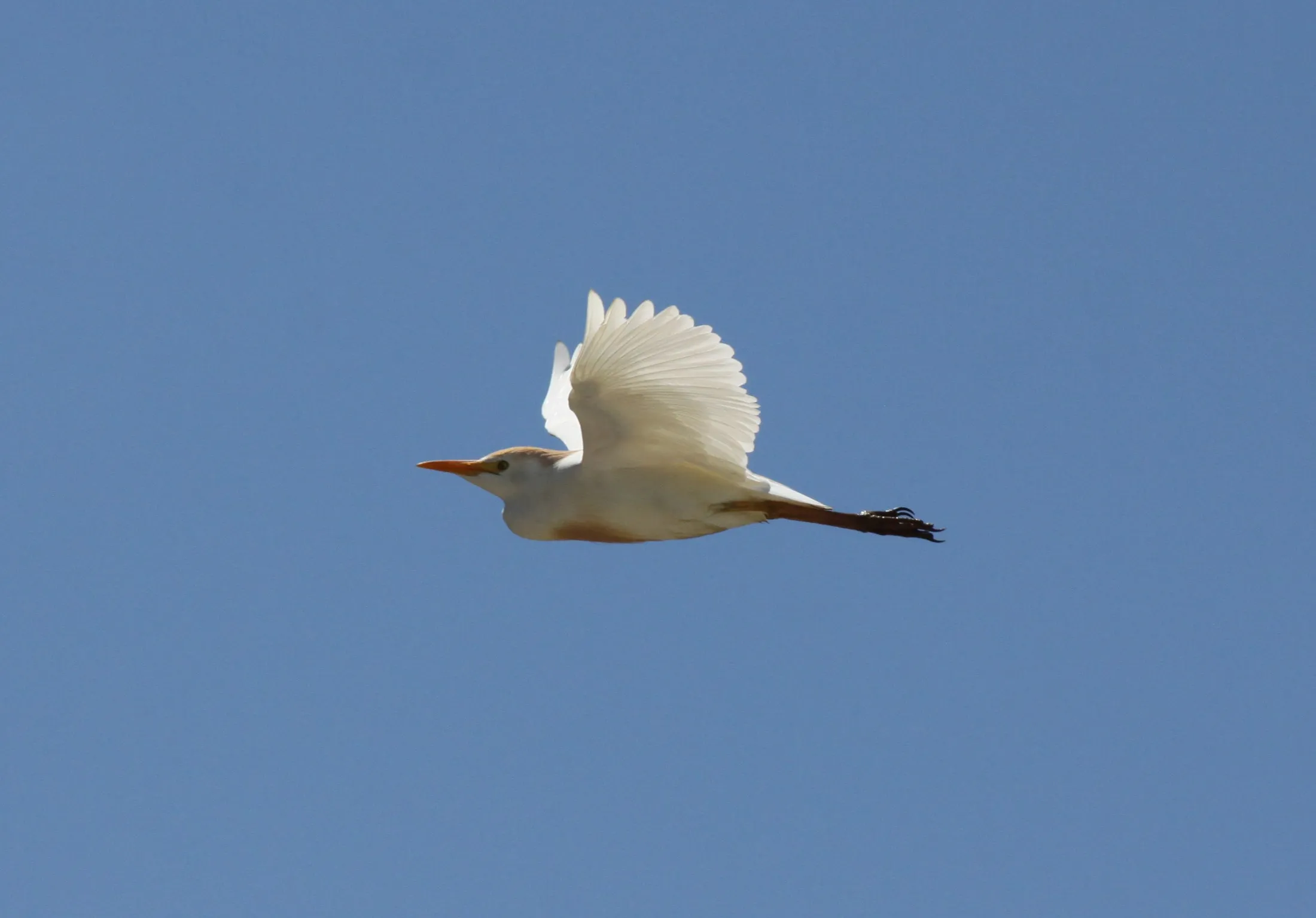 Graceful Flight