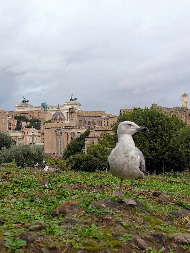 Roman Local