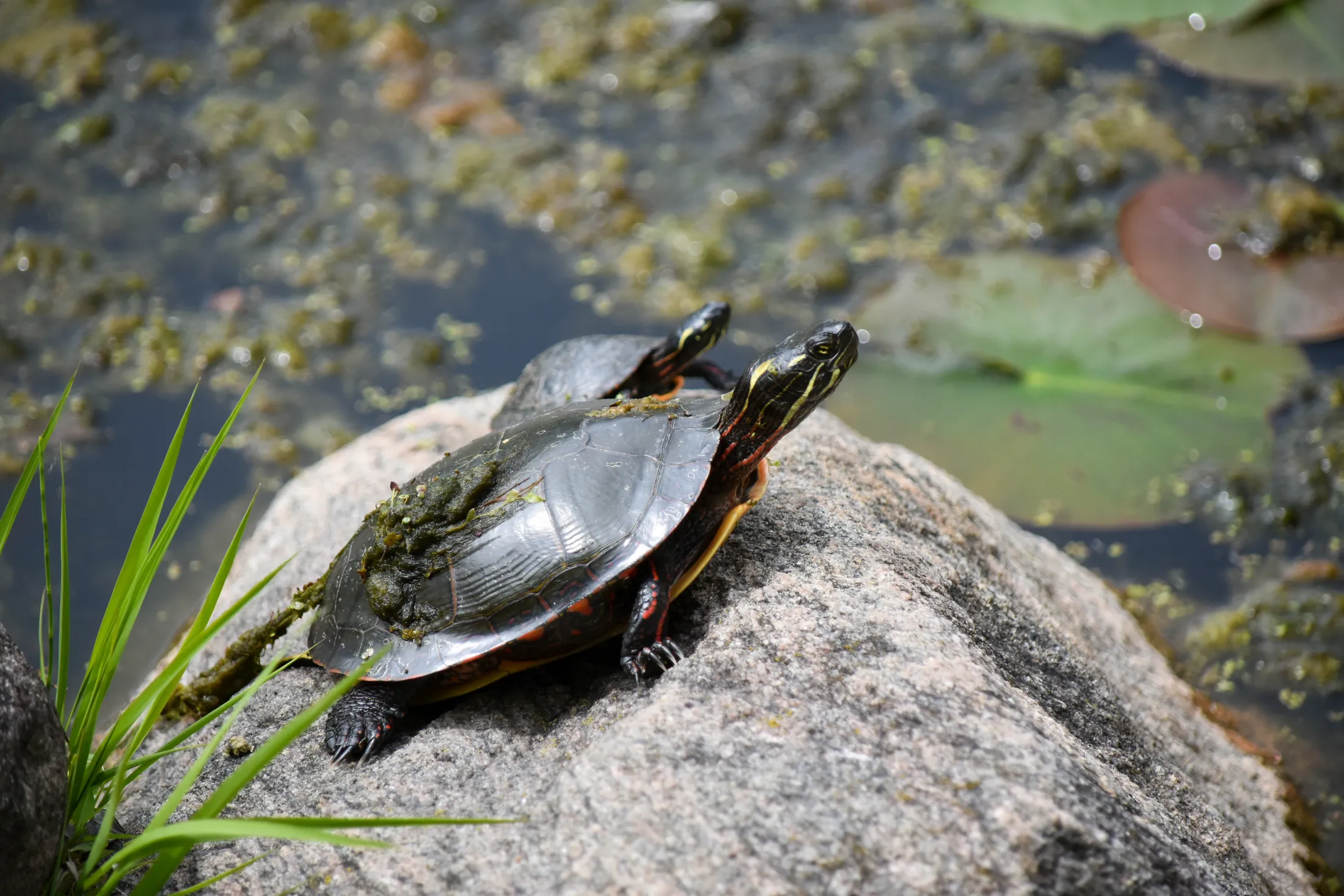 Turtles