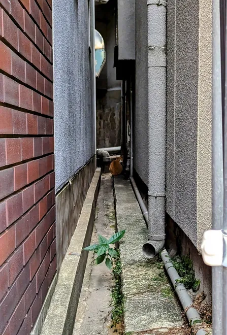 Alley Cat, Nagasaki