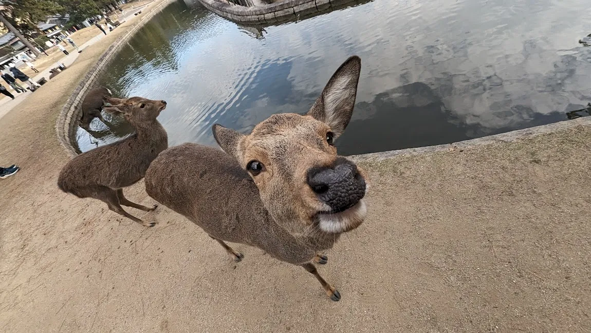Too Close, Nara