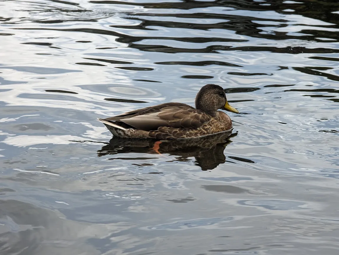 Duck on the Spring Pond