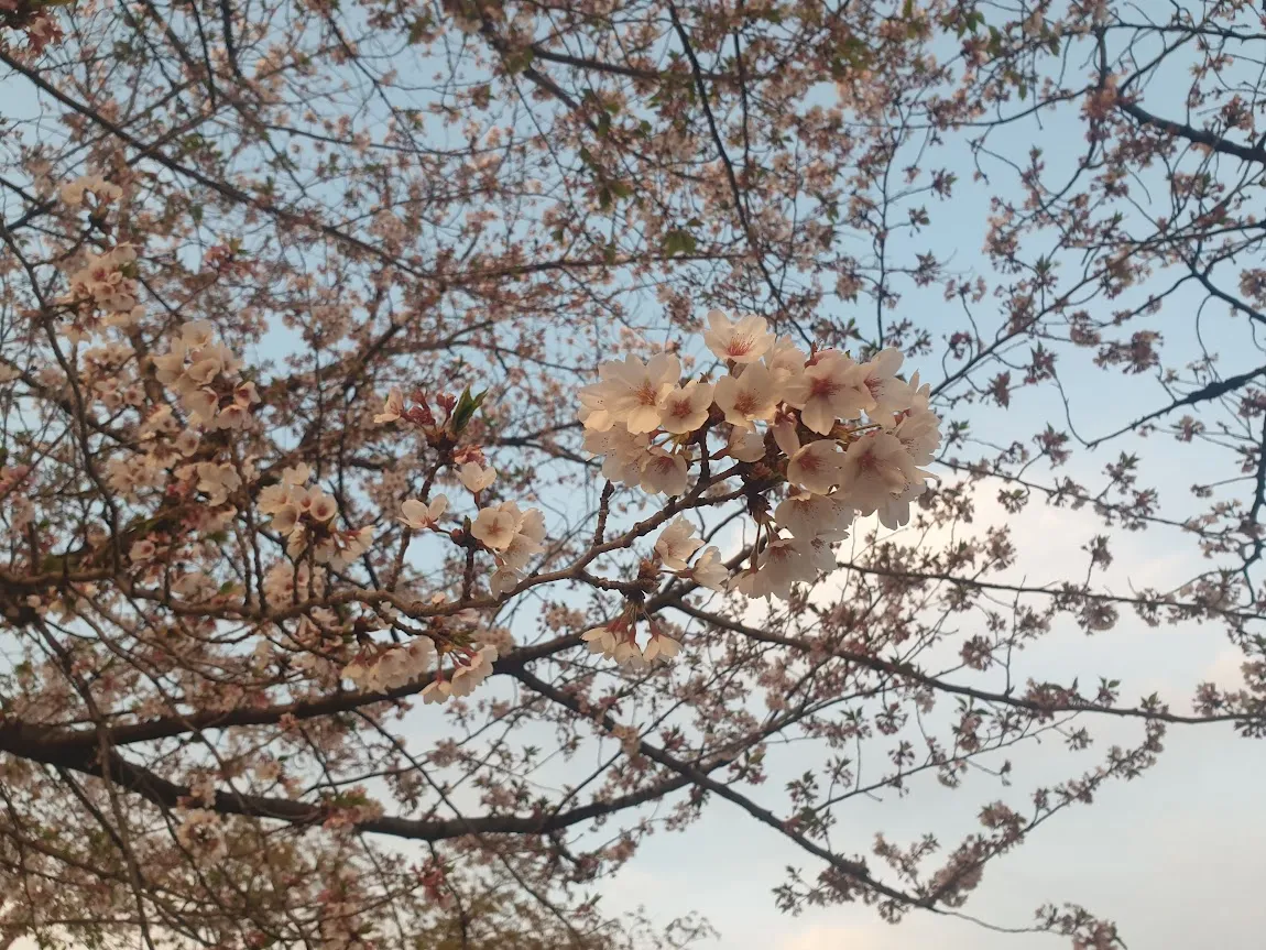 Looking Up at Sakura