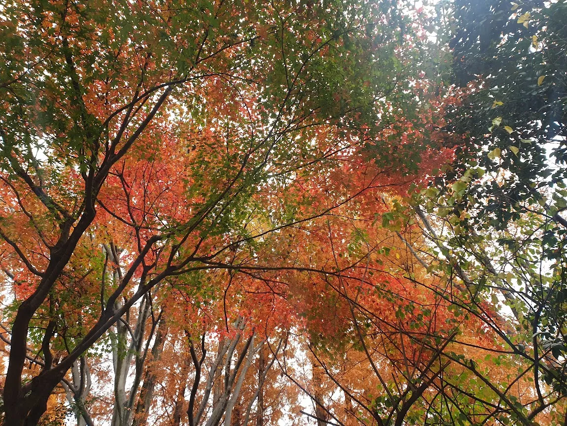 Autumn Canopy