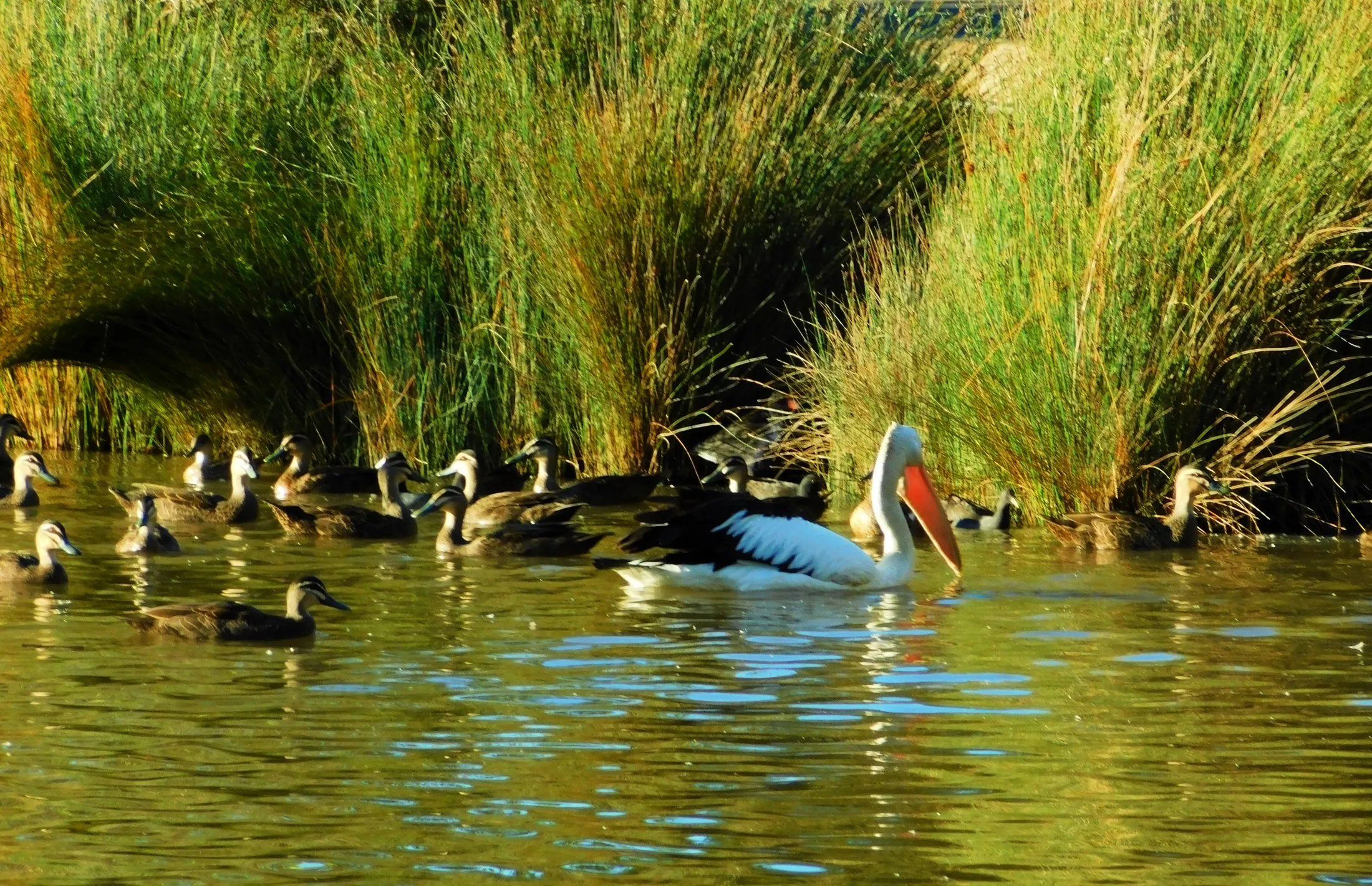 DUCKS AND A PELICAN