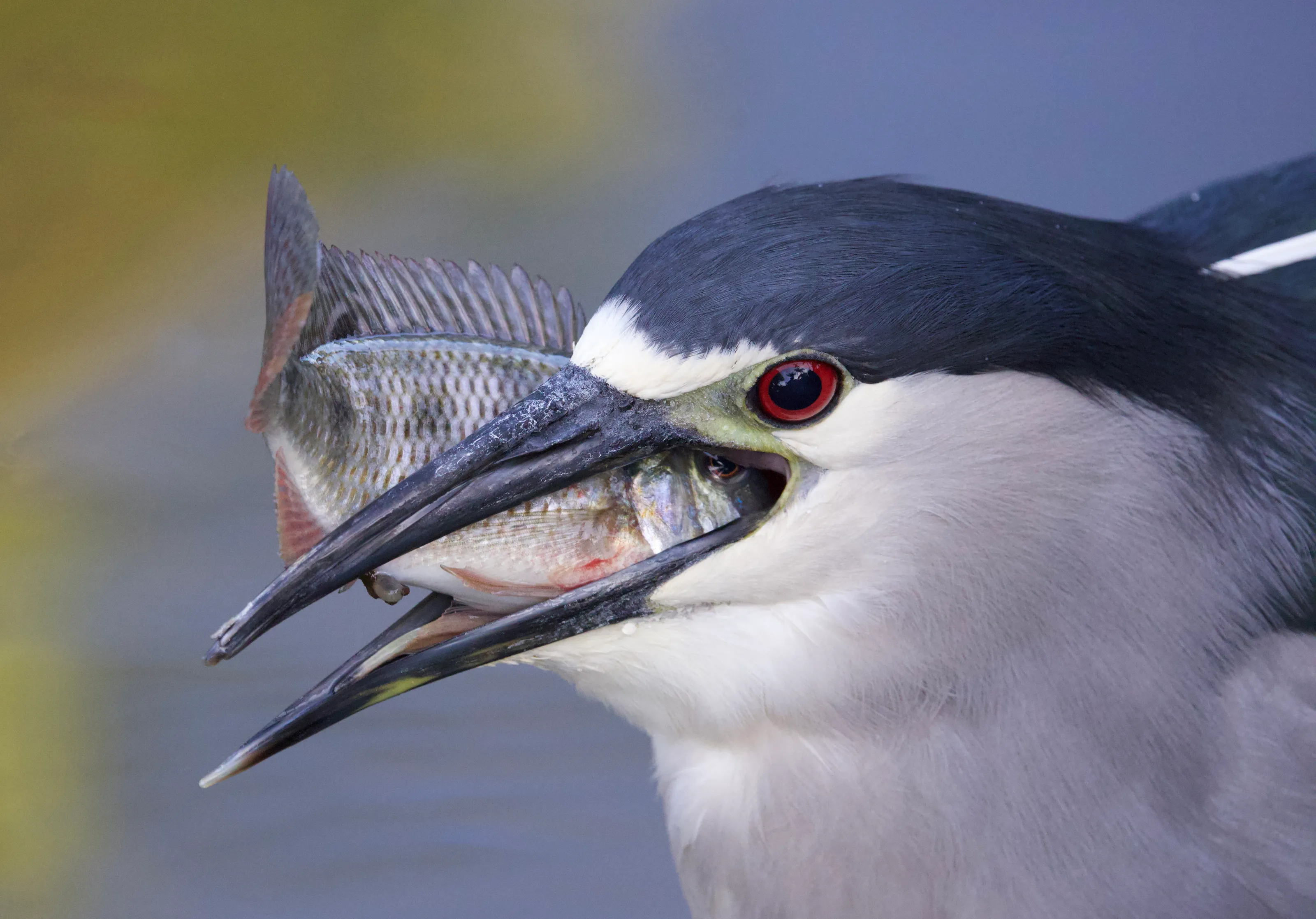 Herons (in colour)