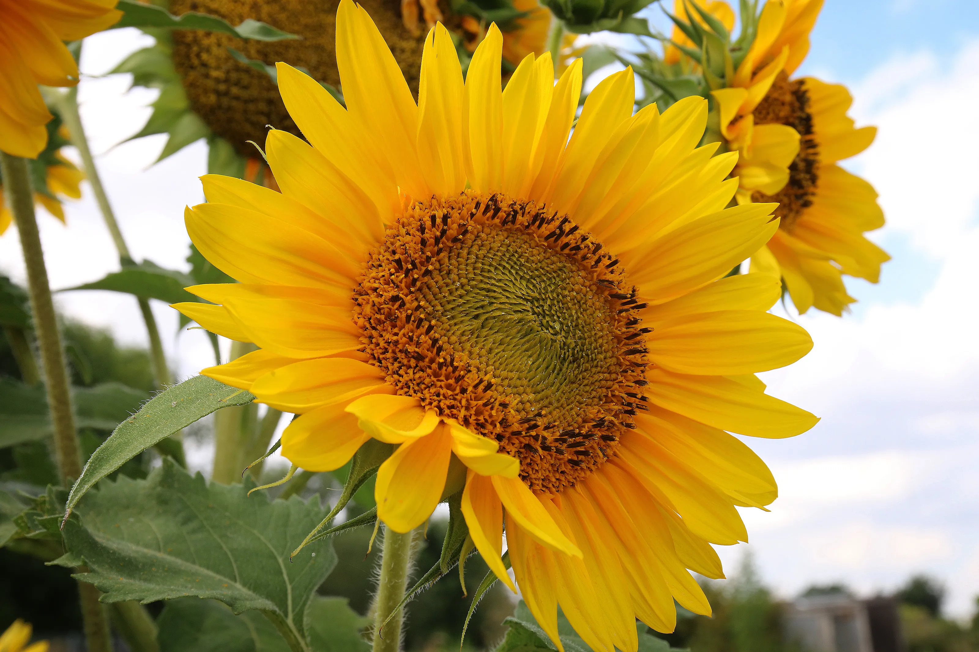 Sunflowers (in colour)