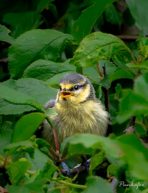 Blue tit chick