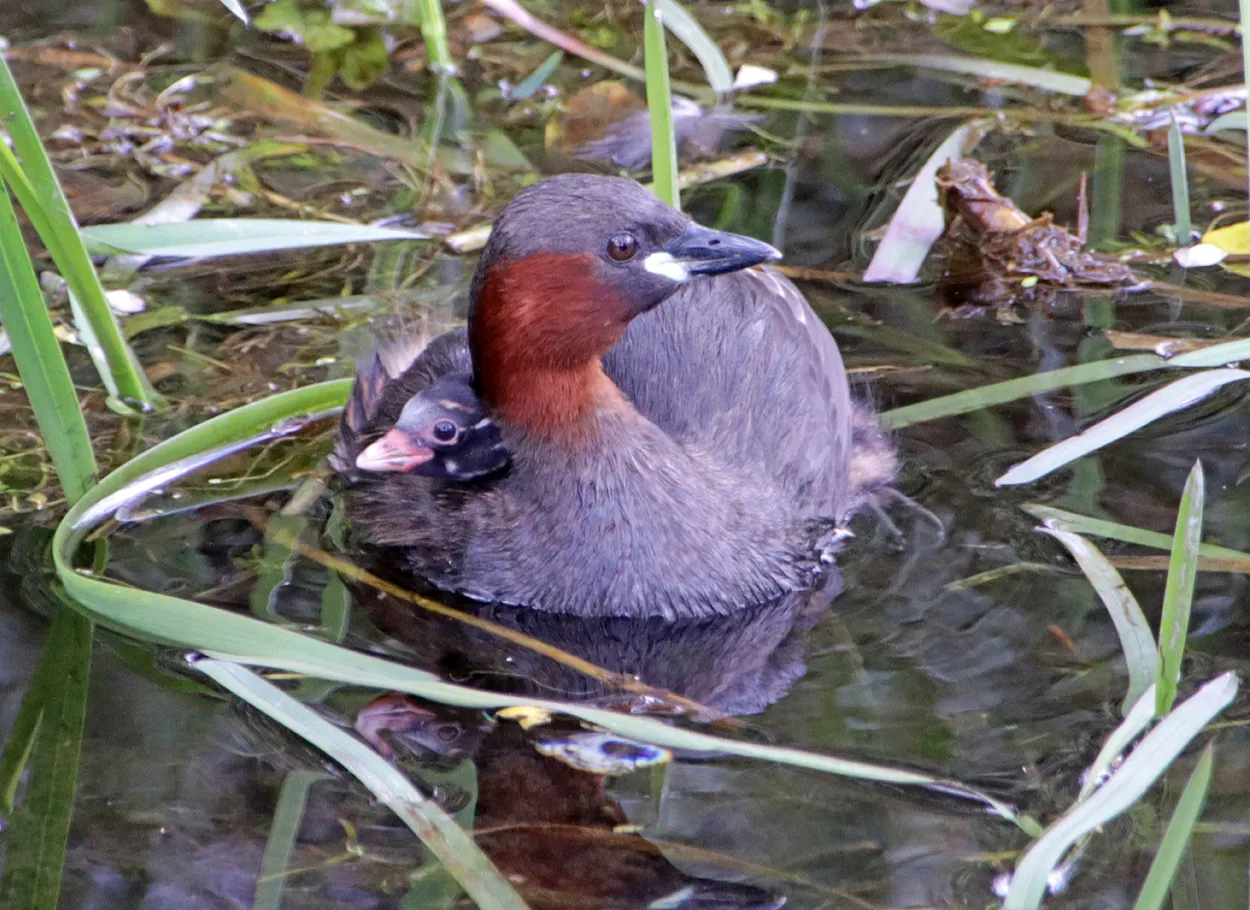 Little Grebe Mother