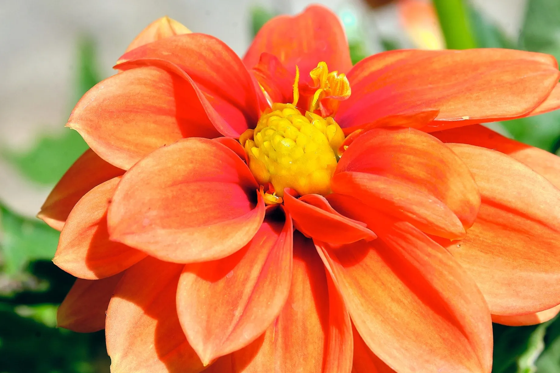Dahlia
