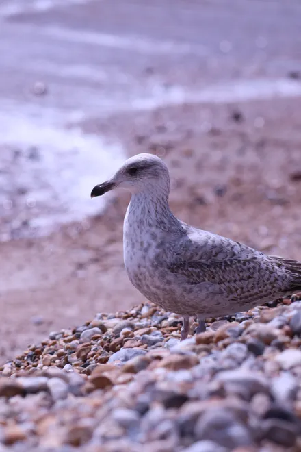 Gull on the rocks