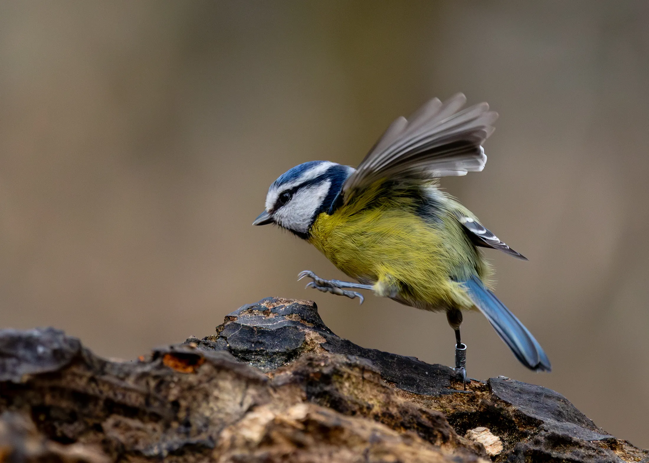 Coming into land