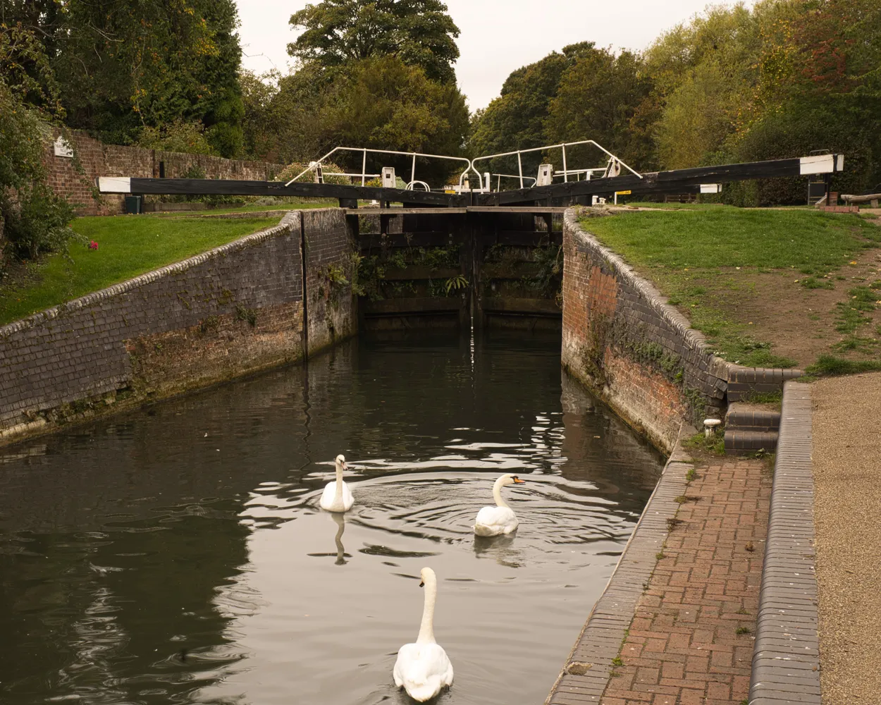 Swans in lock cut