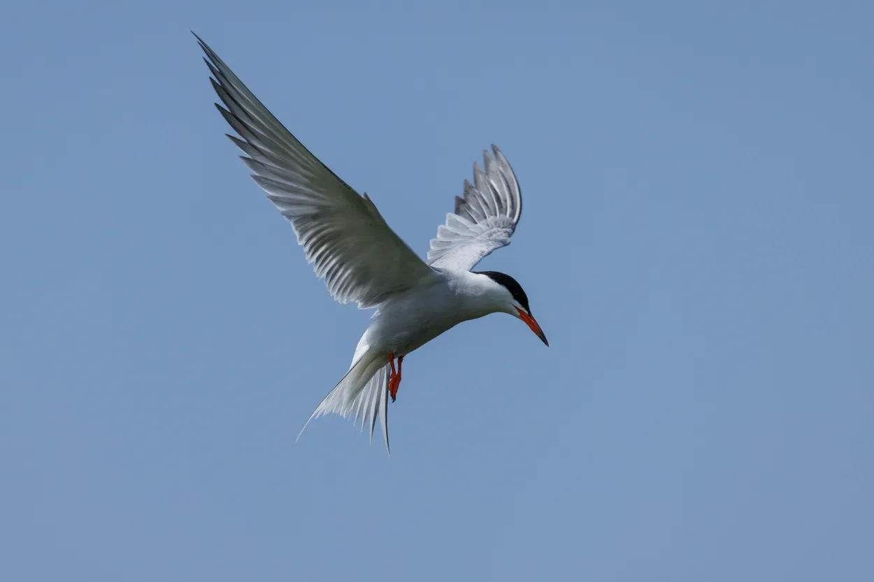 Common Tern hunting